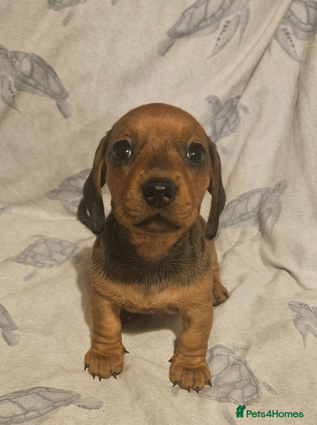 Miniature Dachshund dogs for sale: Adorable miniature dachshund girls - Advert 8