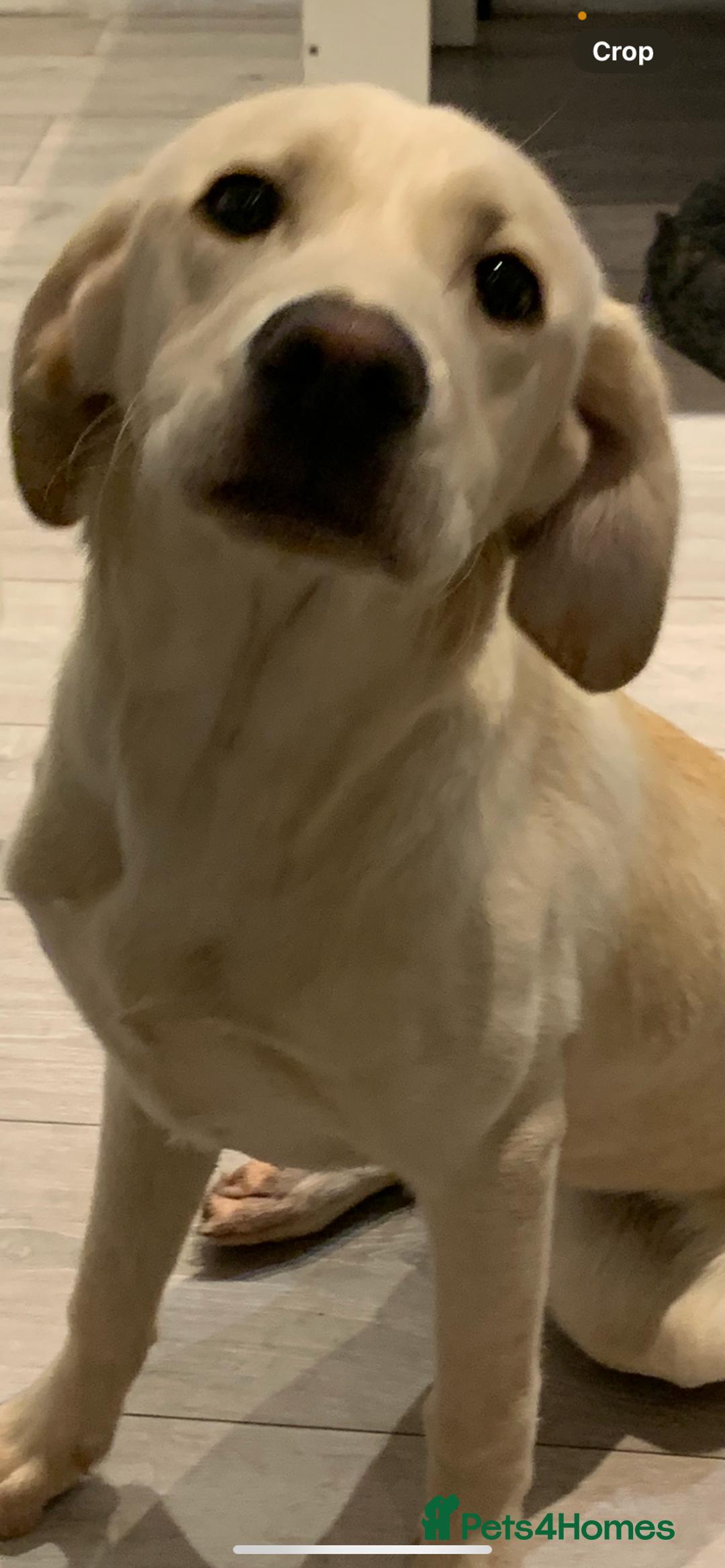 Labrador Retriever dogs for sale: Beautiful Labrador girl for sale  - Advert 4