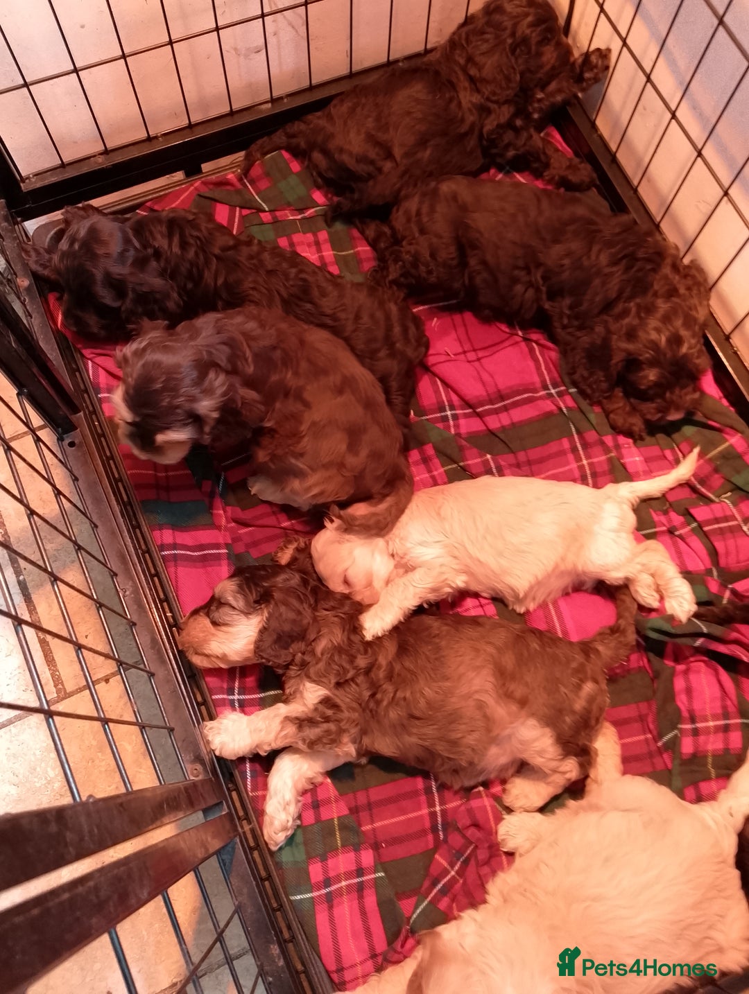 Cockapoo dogs for sale: F1 Chocolate Choc/Tan and Gold Cockapoo Puppies - Image 2