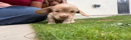 Cocker Spaniel dogs for sale: 3 boy Cocker Spaniels in Wigan - Advert 10