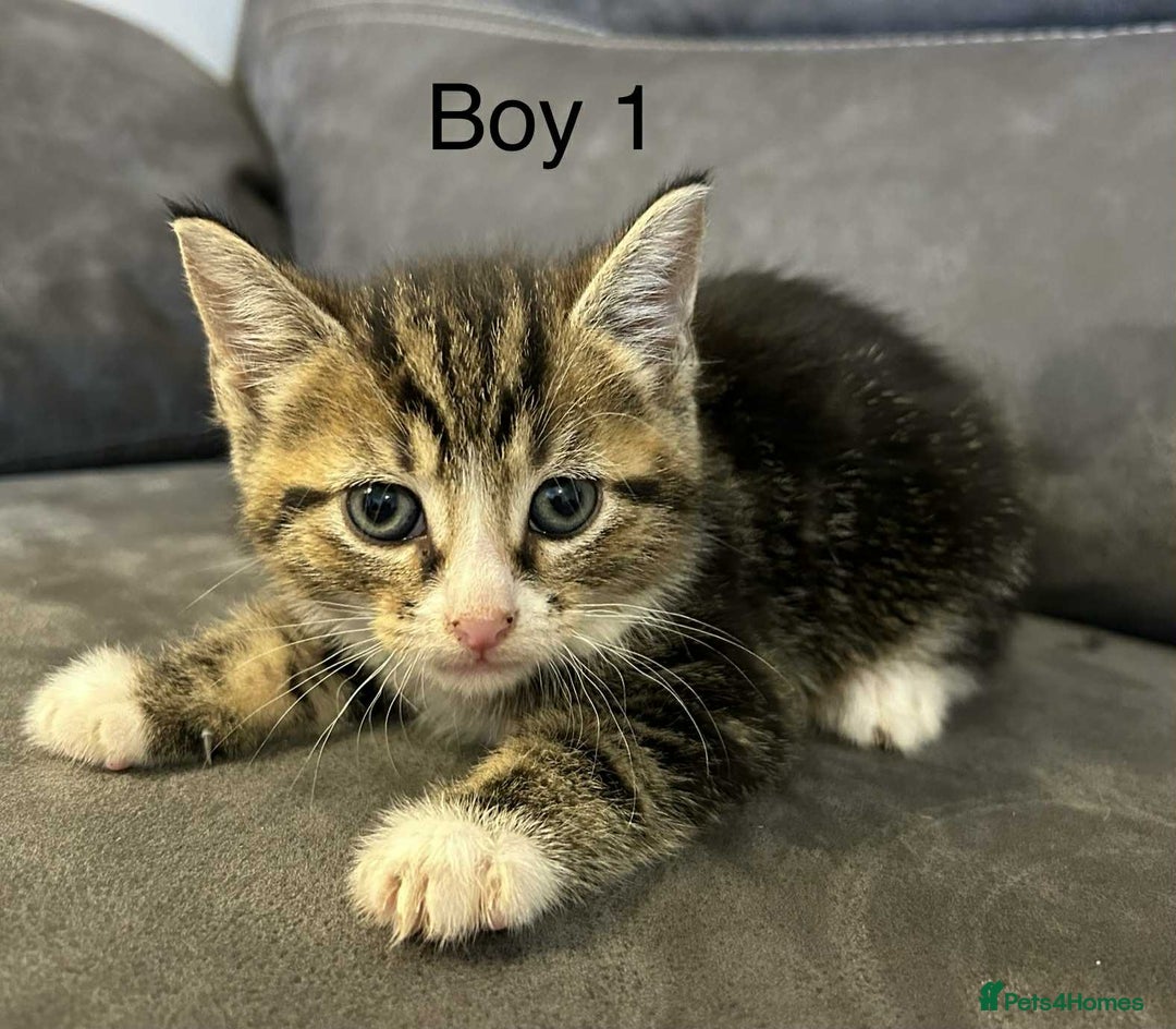 British Shorthair cats for sale: Stunning kittens available  - Image 28
