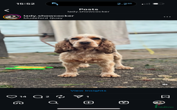 Cocker Spaniel dogs for sale: Our Lovely Lady  - Image 1