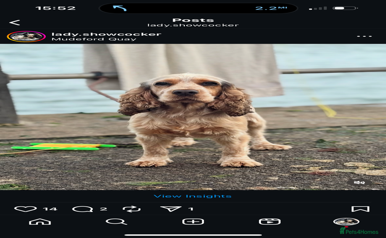 Cocker Spaniel dogs - Advert 3