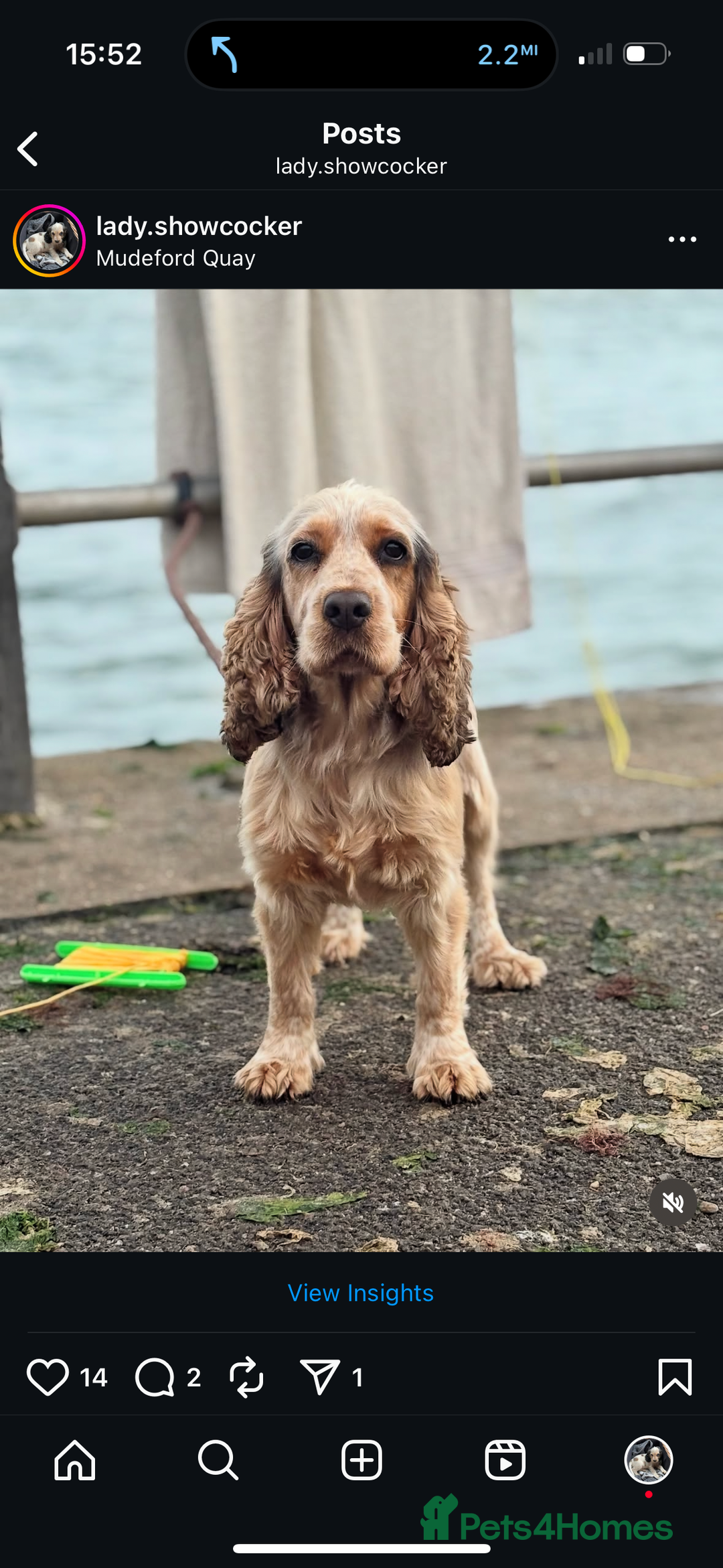 Cocker Spaniel dogs for sale: Our Lovely Lady  - Image 1