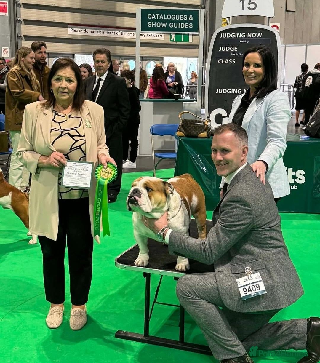 English Bulldog dogs ✨ ELITE UK BULLDOG PUPPIES AVAILABLE 🚨🏆 - Advert 1