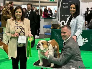 English Bulldog dogs ✨ ELITE UK BULLDOG PUPPIES AVAILABLE 🚨🏆 - Advert 18