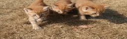 Mixed Breed cats for sale: 6 adorable tortoise shell kittens - Advert 6