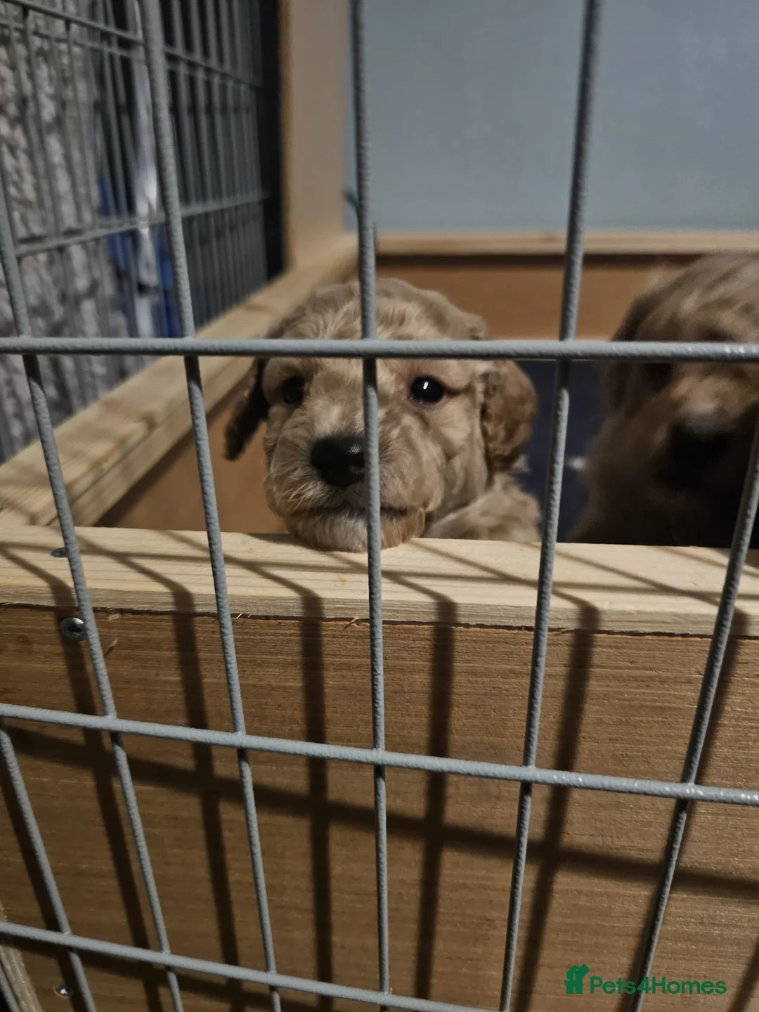 Cockapoo dogs for sale: Cockapoo puppies for sale - Advert 12