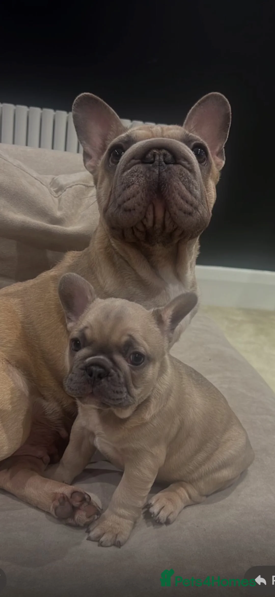 French Bulldog dogs for stud: French bulldog for stud. - Advert 2
