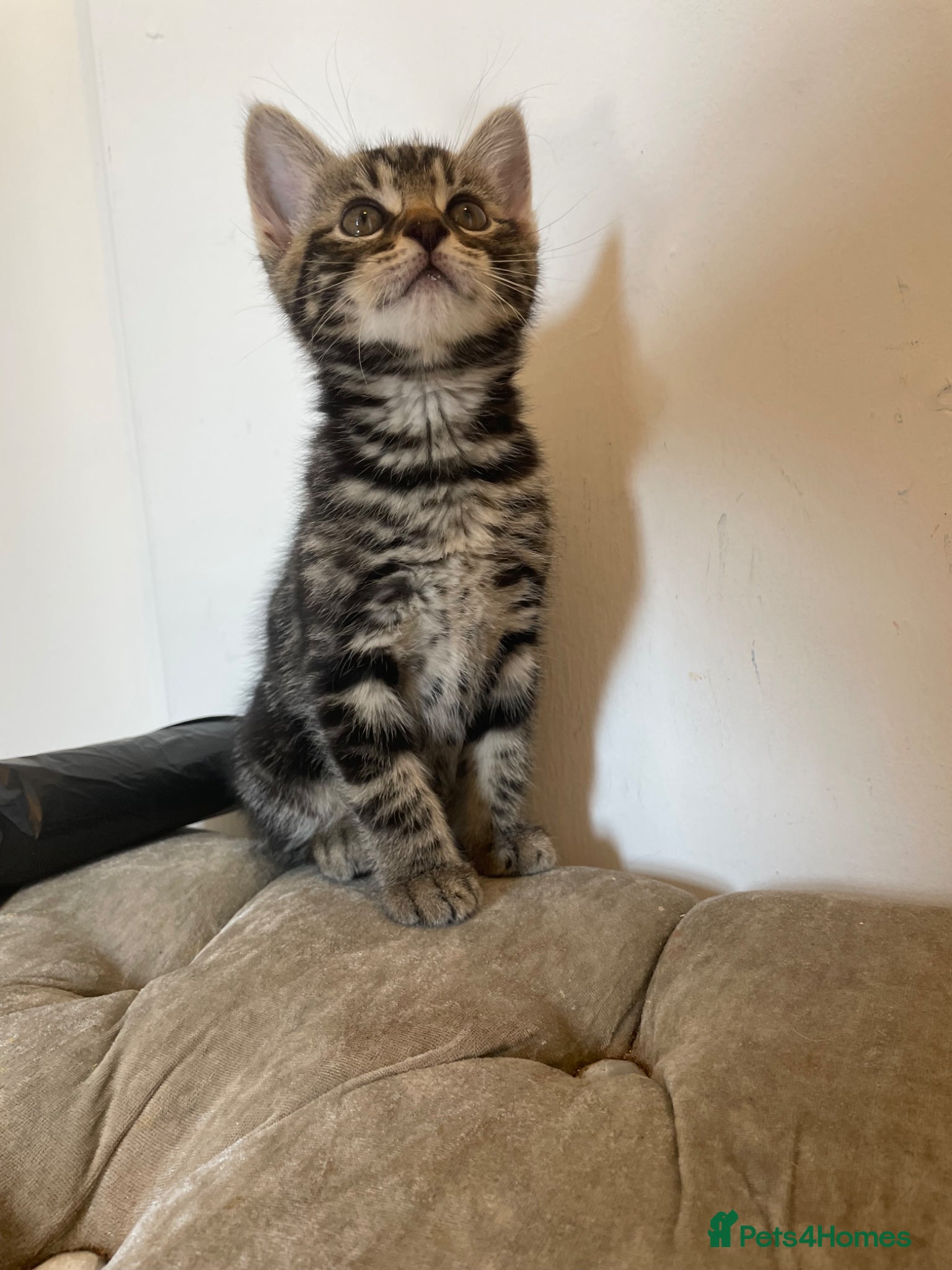 Mixed Breed cats Kittens ready for forever homes now  - Advert 2