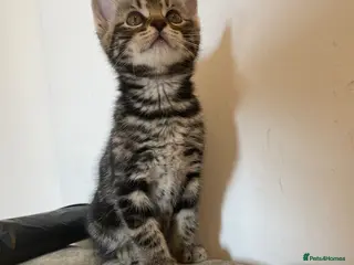 Mixed Breed cats Kittens ready for forever homes now - Advert 5