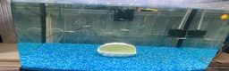 Other/Mixed Breed fish for sale: Complete Established 90L Setup & Healthy Community in Stevenage - Advert 2