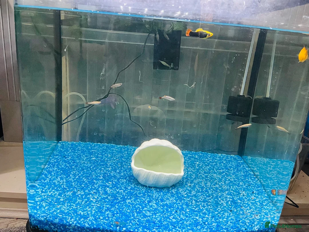 Other/Mixed Breed fish for sale: Complete Established 90L Setup & Healthy Community in Stevenage - Advert 2