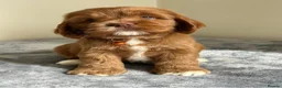 Cockapoo dogs for stud:  f3 American cockapoo stud  - Advert 12