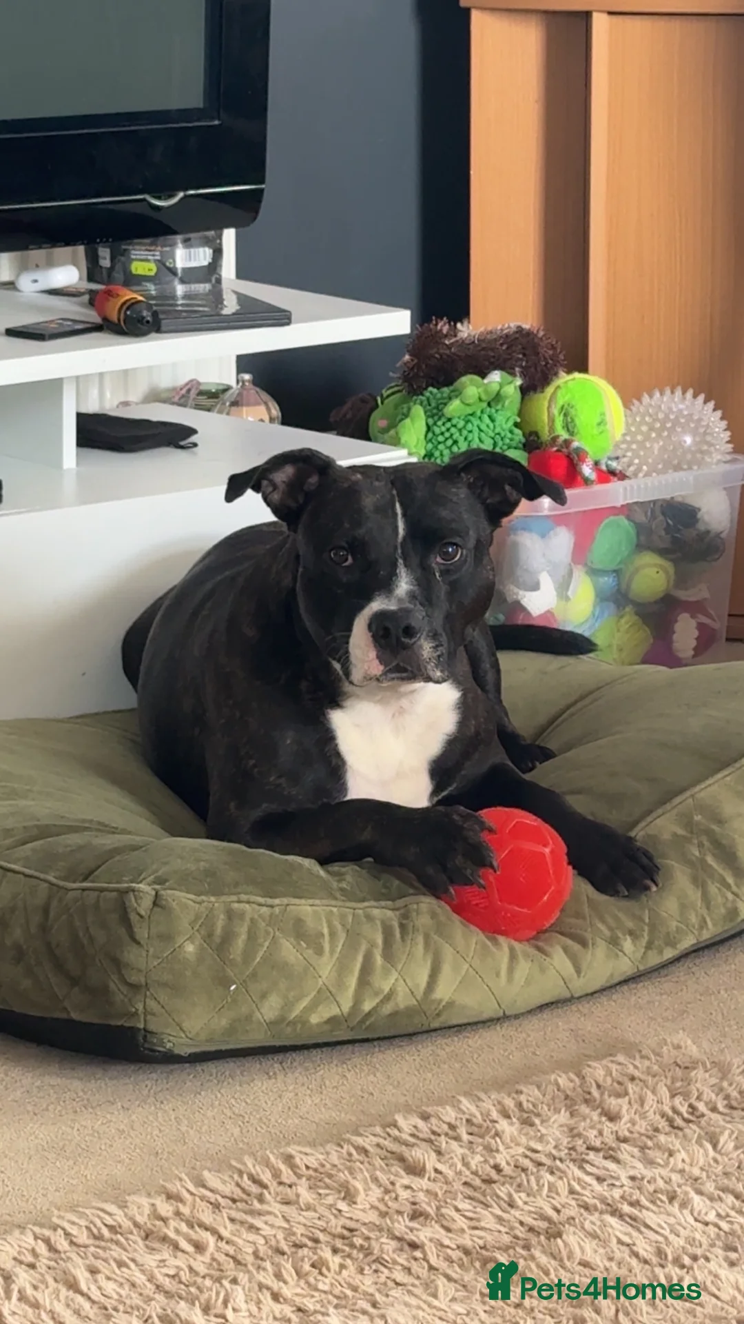 Staffordshire Bull Terrier dogs for sale: Rehome staffordshire  in Chelmsford - Advert 7