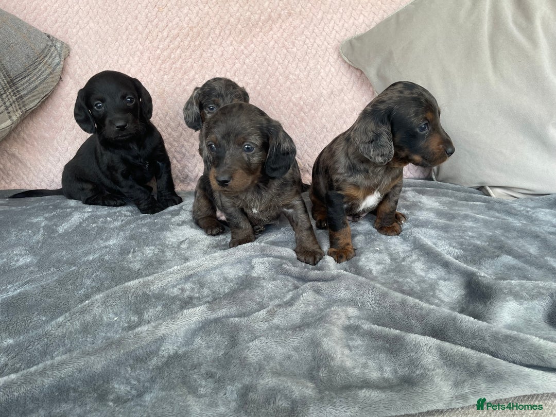 Doxiepoo dogs for sale: Beautiful Doxipoos - Image 5