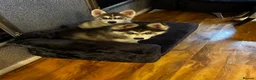 Siberian Husky dogs for sale: 2 gorgeous husky puppies looking for  in Bolton - Advert 9