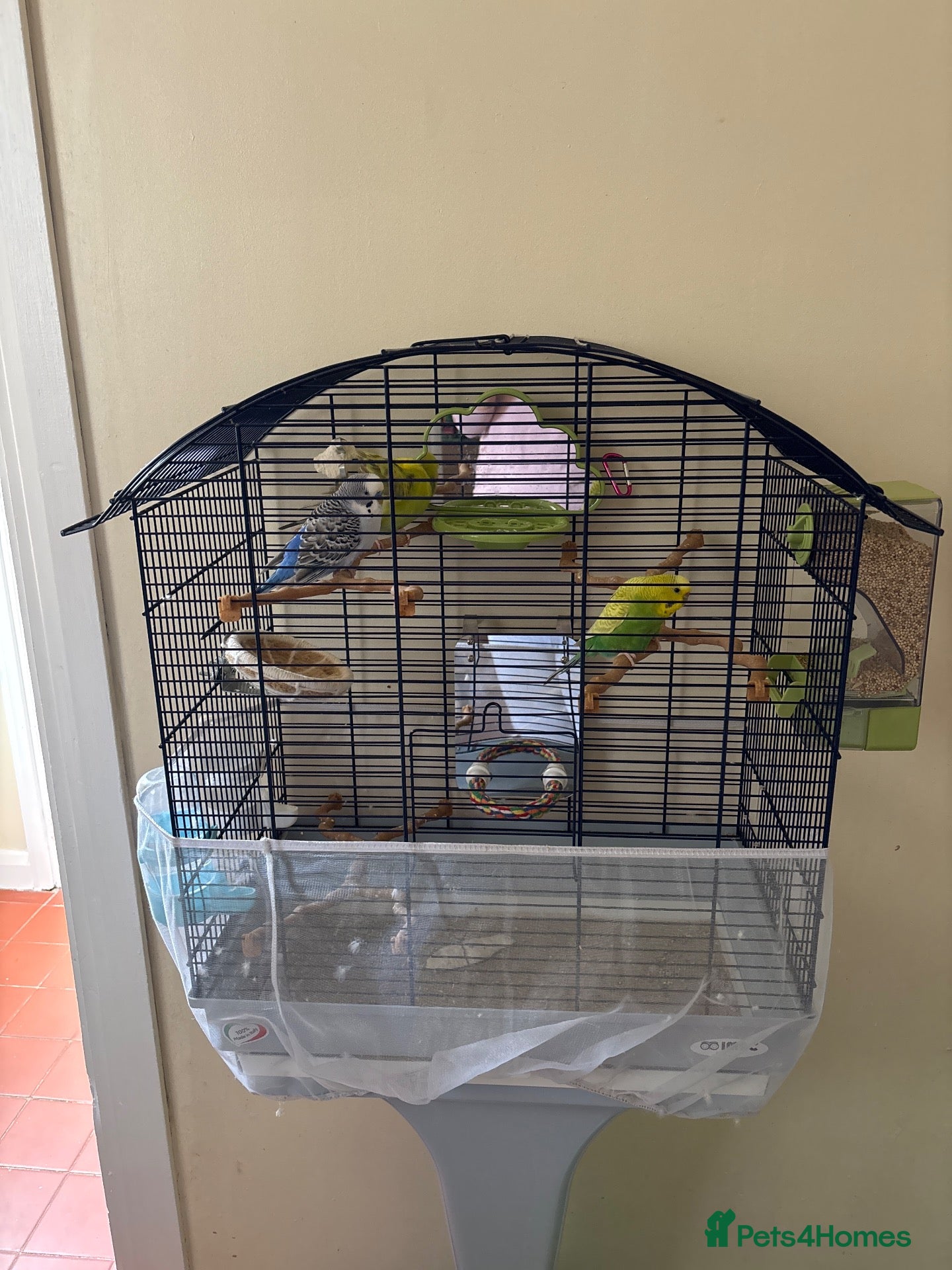 Budgerigars birds Budgies with Large Cage, Stand & Accessories - Advert 18