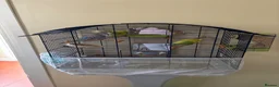Budgerigars birds for sale: Budgies with Large Cage, Stand & Accessories in Canterbury - Advert 1