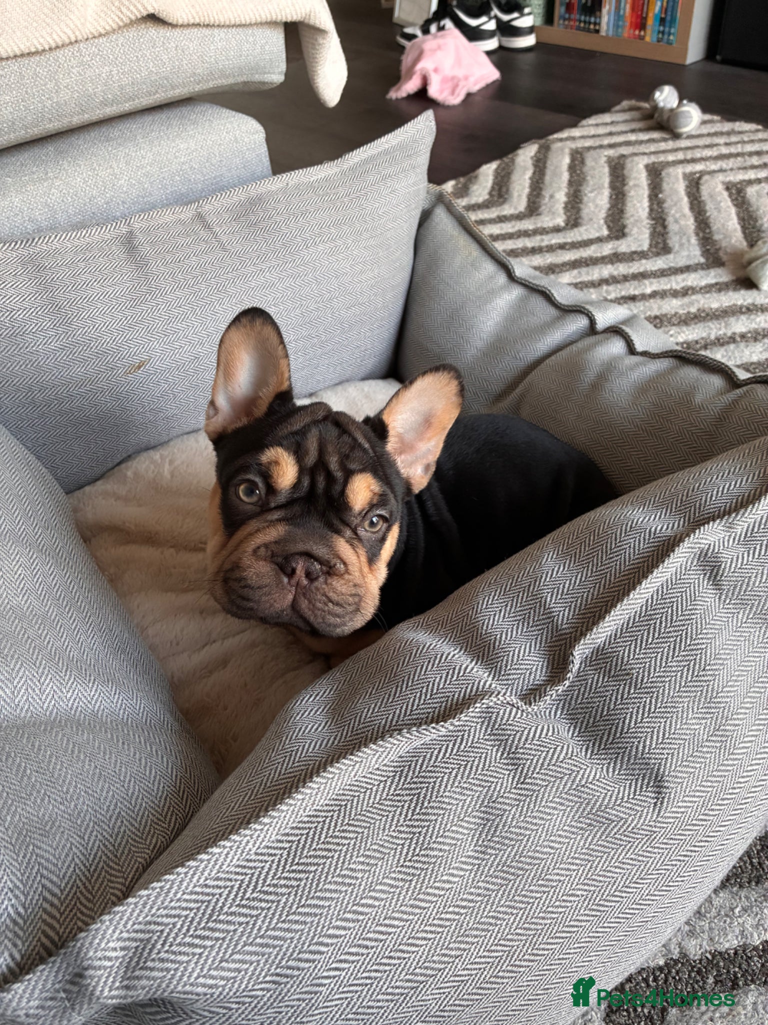 French Bulldog dogs 14 week old french bulldog  - Advert 10