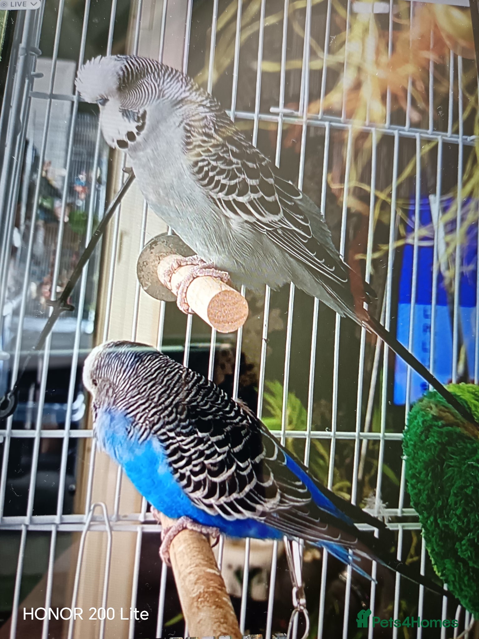 Budgerigars birds 4 beautiful budgies and cage - Advert 20