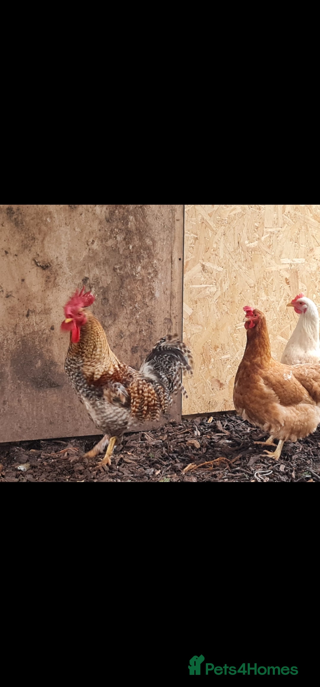 Mixed Breed poultry Two beautiful cockerels looking for new home. - Advert 1