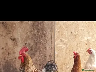 Mixed Breed poultry Two beautiful cockerels looking for new home. - Advert 1