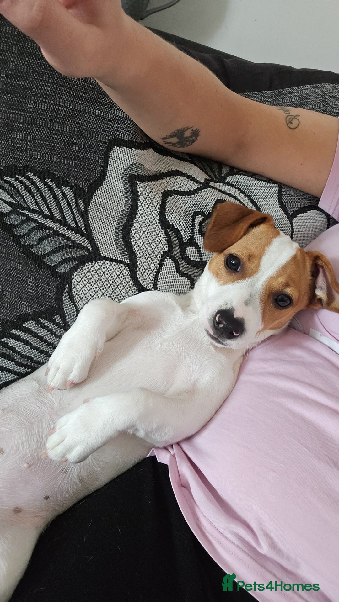 Jack Russell dogs for sale: Jack russel for sale - Advert 3