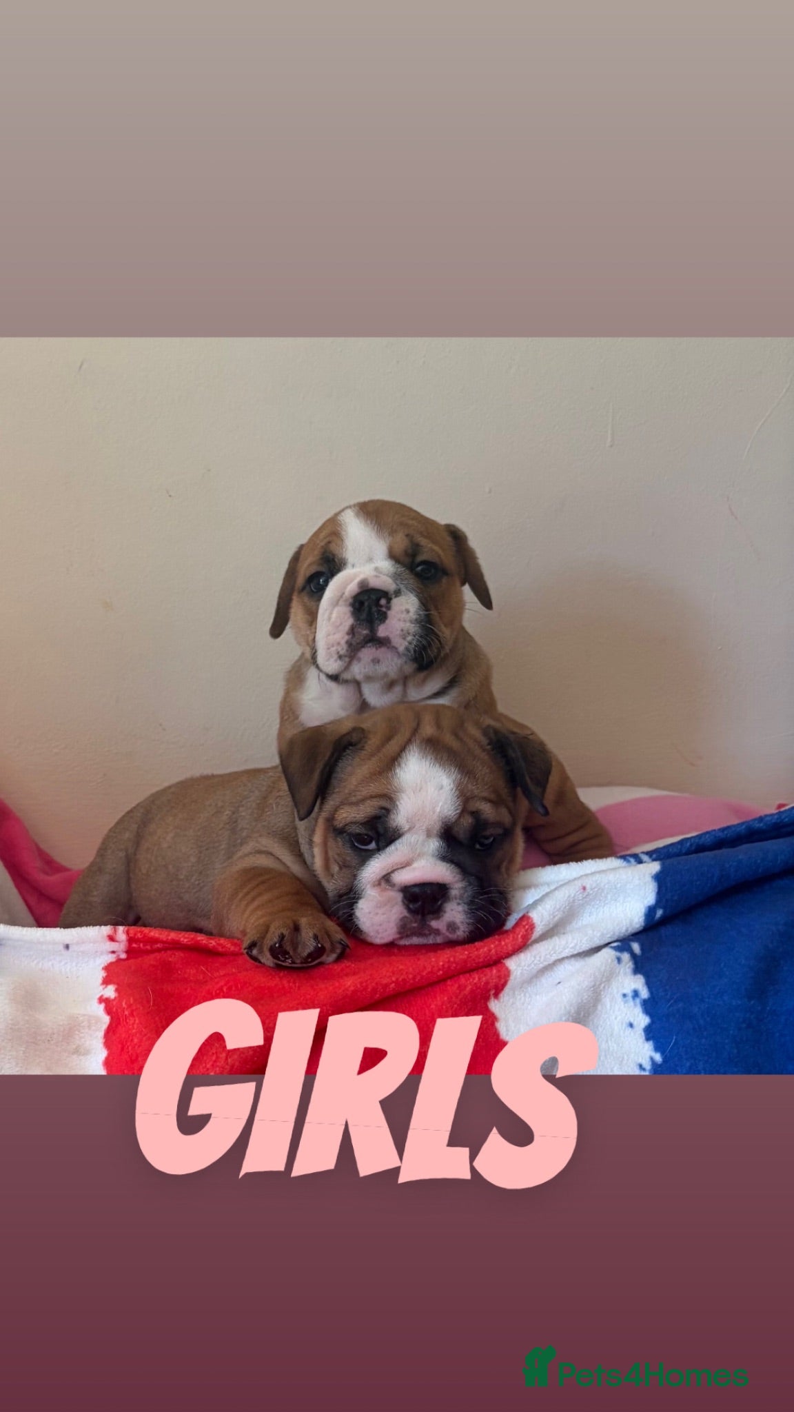 English Bulldog dogs Stunning healthy Traditional British bulldogs   - Advert 3