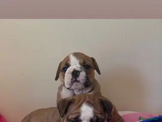 English Bulldog dogs Stunning healthy Traditional British bulldogs - Advert 3