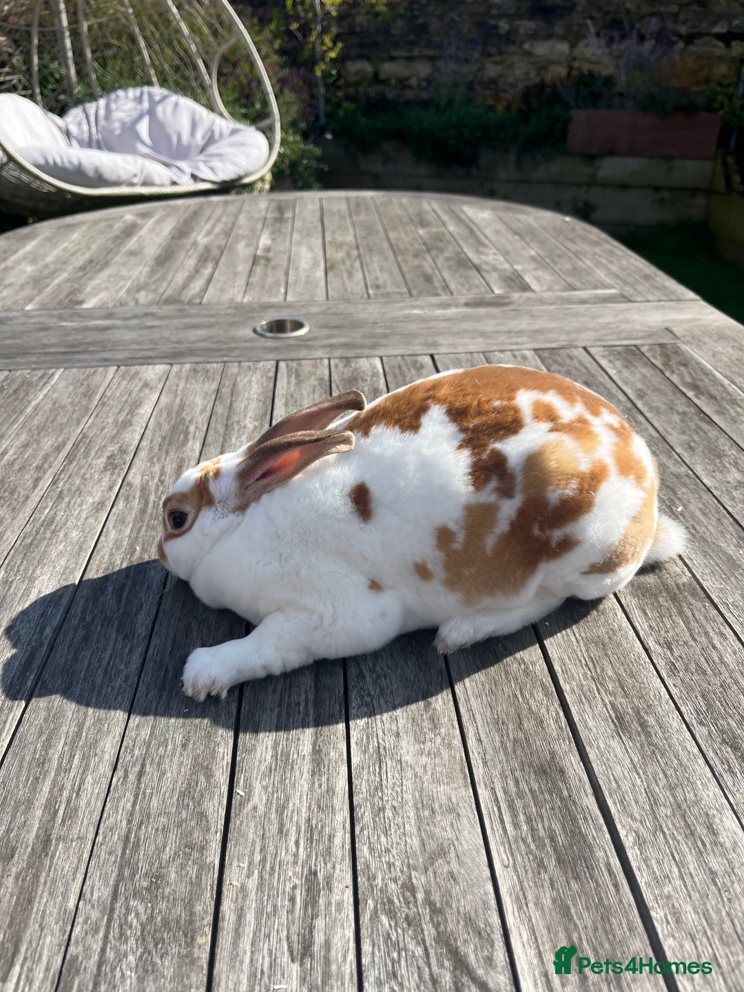Rex rabbits for sale: Male Rex bunny - Advert 4