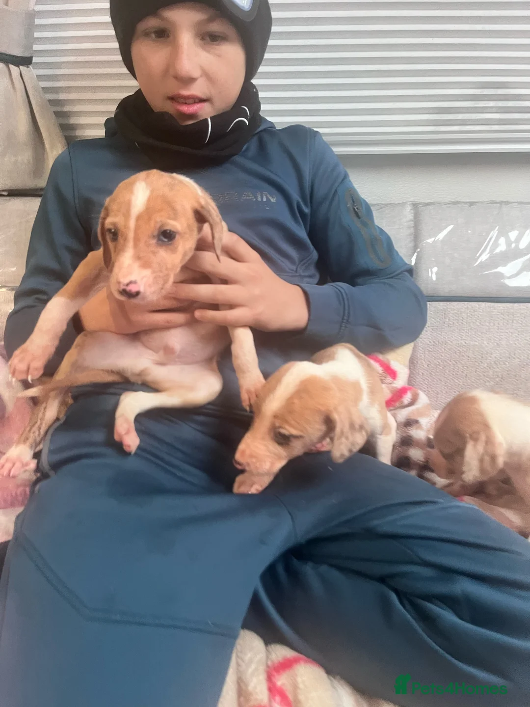 Saluki dogs for sale: Saluki puppies ready now  - Advert 7