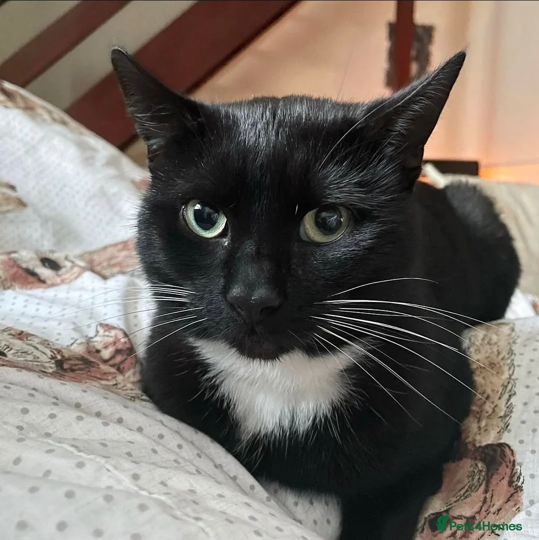 Mixed Breed cats for sale: 5 year old tuxedo cat needing a home - Advert 5
