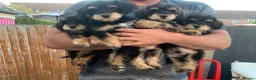 Schnoodle dogs for sale: All puppies have been reserved ❤️🐶 - Advert 6