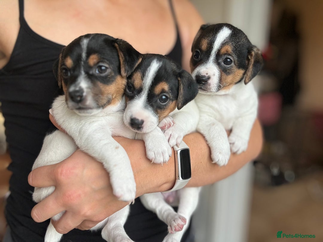 Jack Russell dogs for sale: Jack Russell puppies  - Advert 3