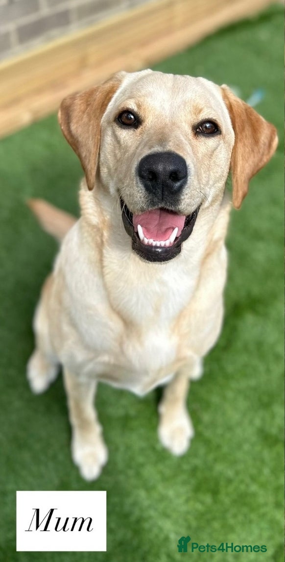 Labrador Retriever dogs 🐾 Exceptional KC Registered Labrador Puppies🐾 - Advert 17