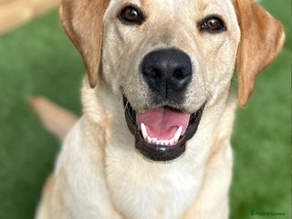 Labrador Retriever dogs 🐾 Exceptional KC Registered Labrador Puppies🐾 - Advert 2