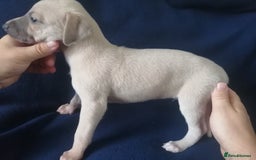 Whippet dogs for sale: Whippet pups ready now  - Image 5