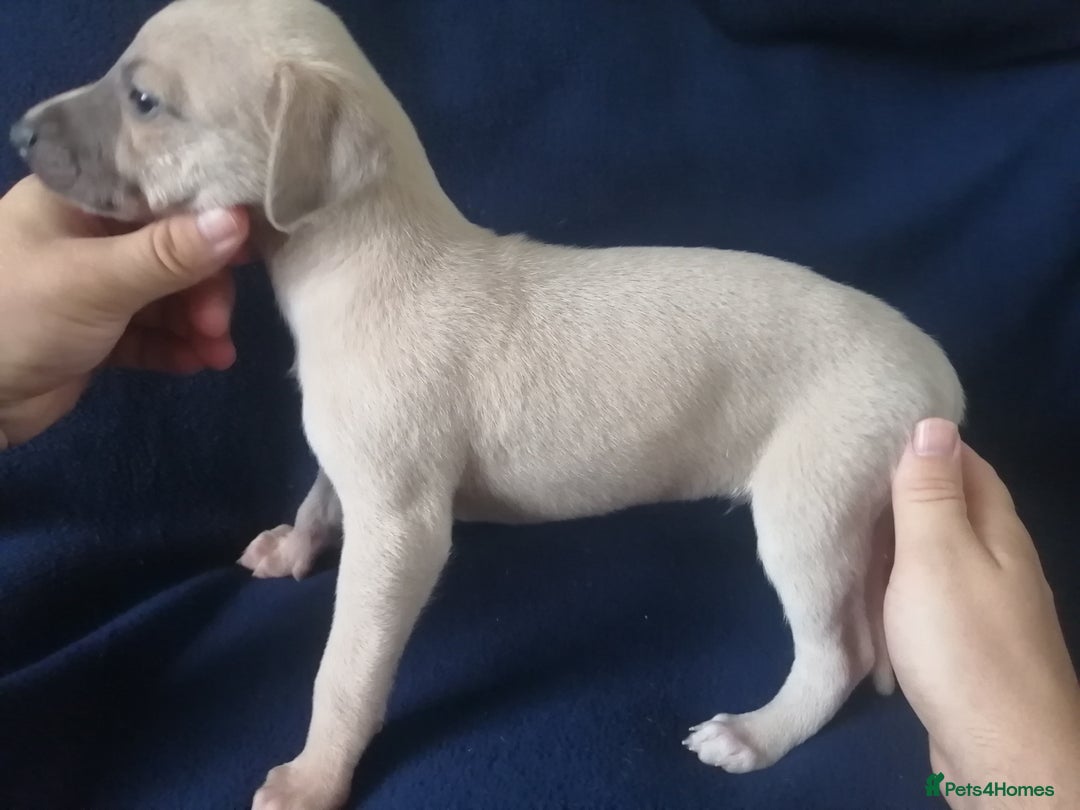 Whippet dogs for sale: Whippet pups ready now  - Image 5