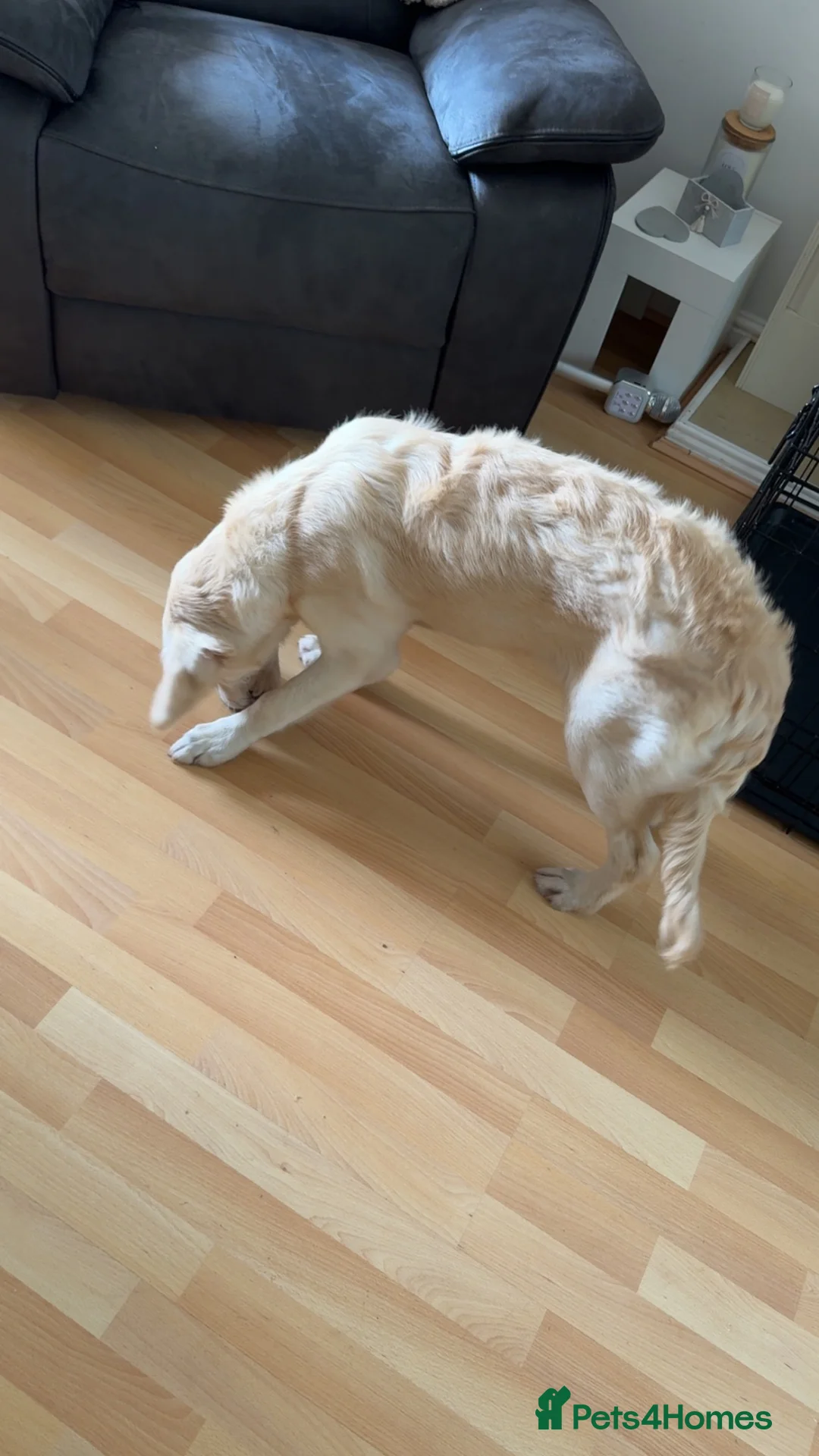 Golden Retriever dogs for sale: Kc  6 month old female golden retriever  in Coventry - Advert 2