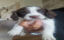 Sprocker dogs for sale: Beautiful litter of sprocker puppies - Image 29