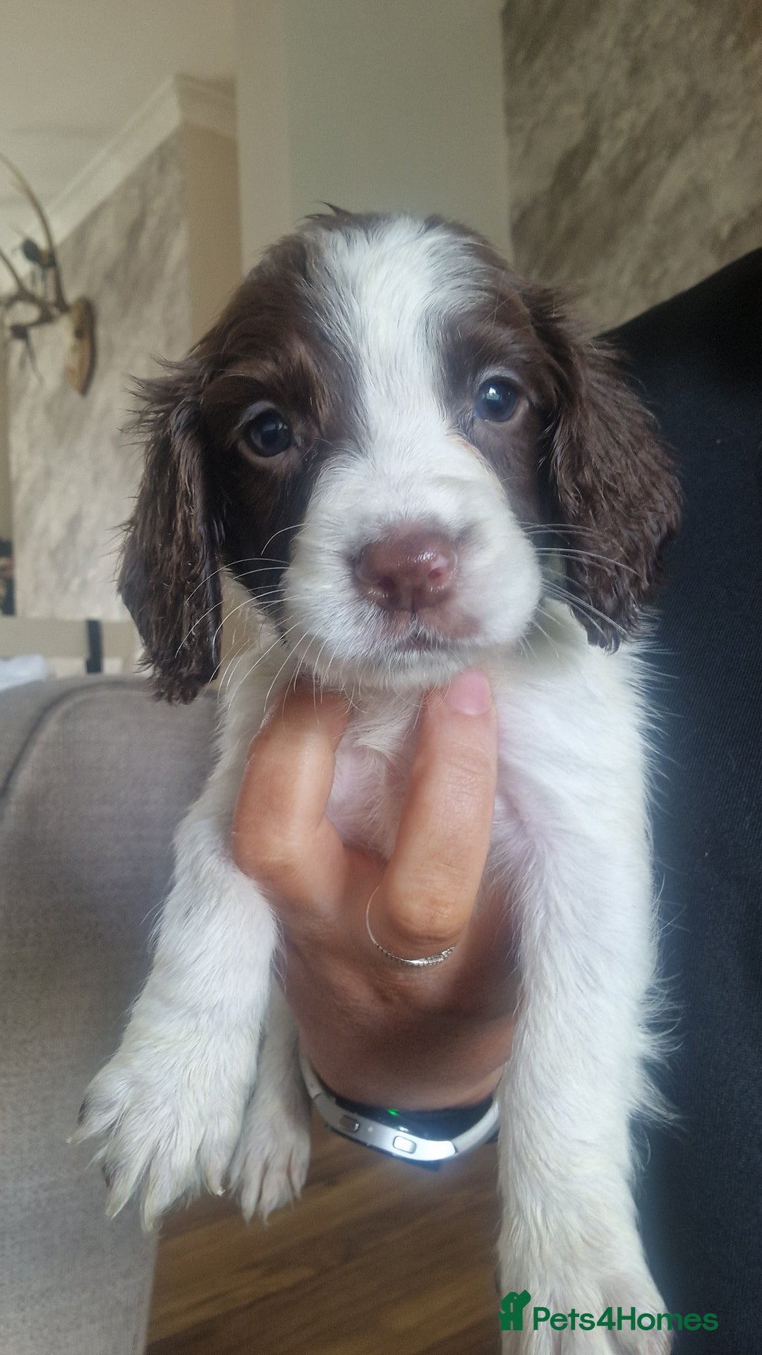 Sprocker dogs for sale: Beautiful litter of sprocker puppies - Image 29