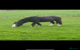 Irish Cob horses for sale: 3 year old cob Milton for sale  - Image 2