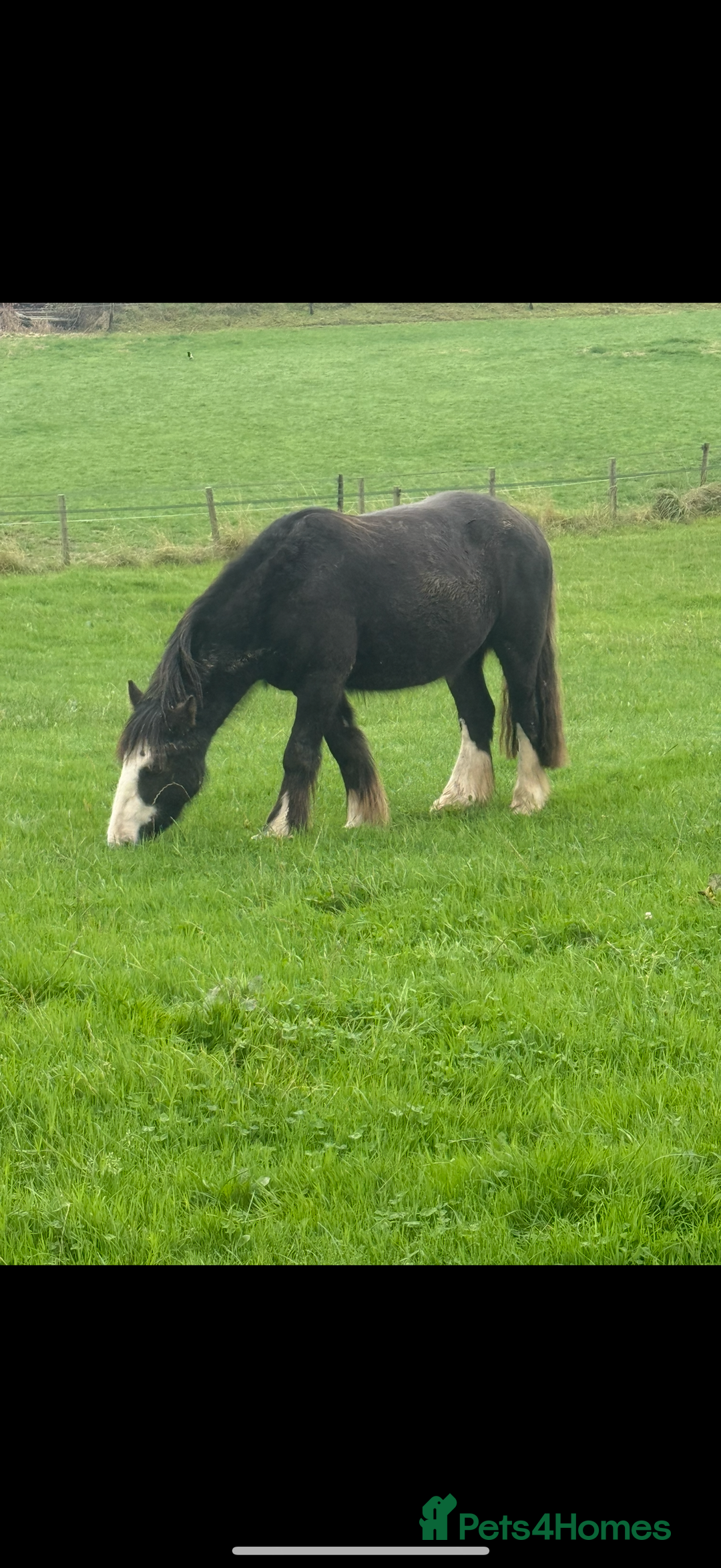 Irish Cob horses for sale: 3 year old cob Milton for sale  - Image 2