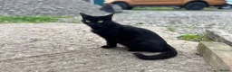 Mixed Breed cats for sale: Gorgeous kittens looking for forever homes - Advert 6