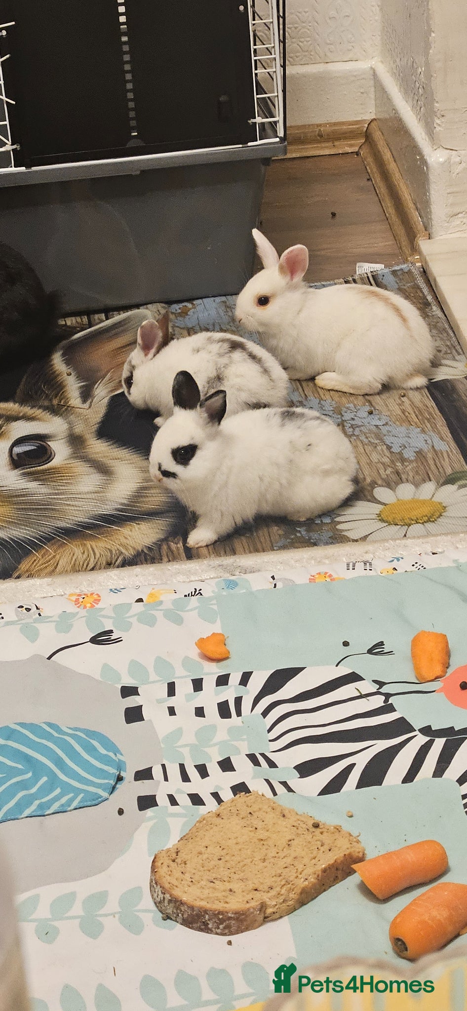 Mixed Breed rabbits They are mix Rex and Dutch  - Advert 16
