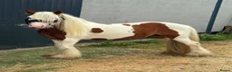 Irish Cob horses for sale: RED & WHITE TRADITIONAL MINI COB GELDING YOUNG - Advert 12
