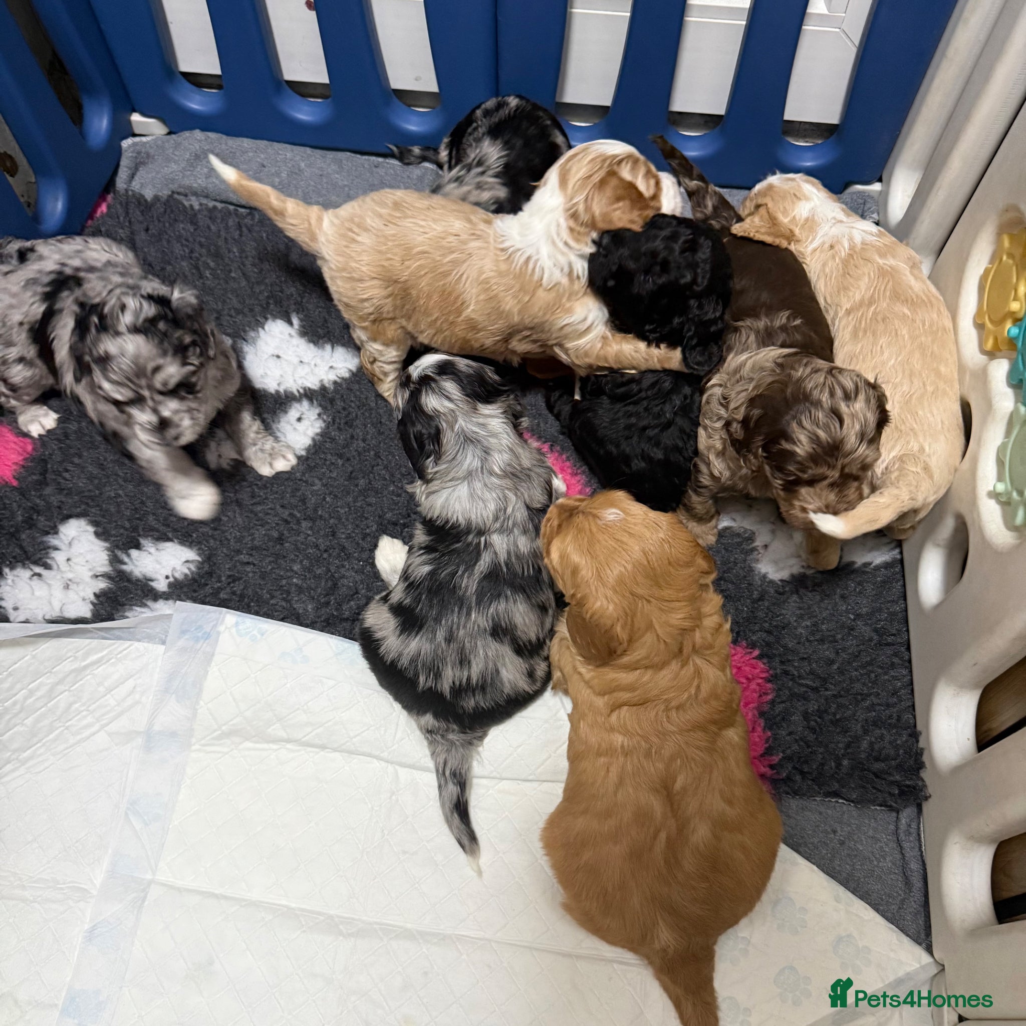 Australian Labradoodle dogs AUSTRALIAN LABRADOODLE  - Advert 3