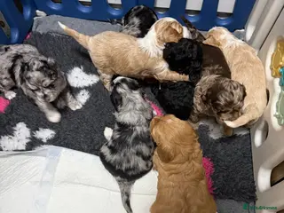 Australian Labradoodle dogs AUSTRALIAN LABRADOODLE - Advert 3