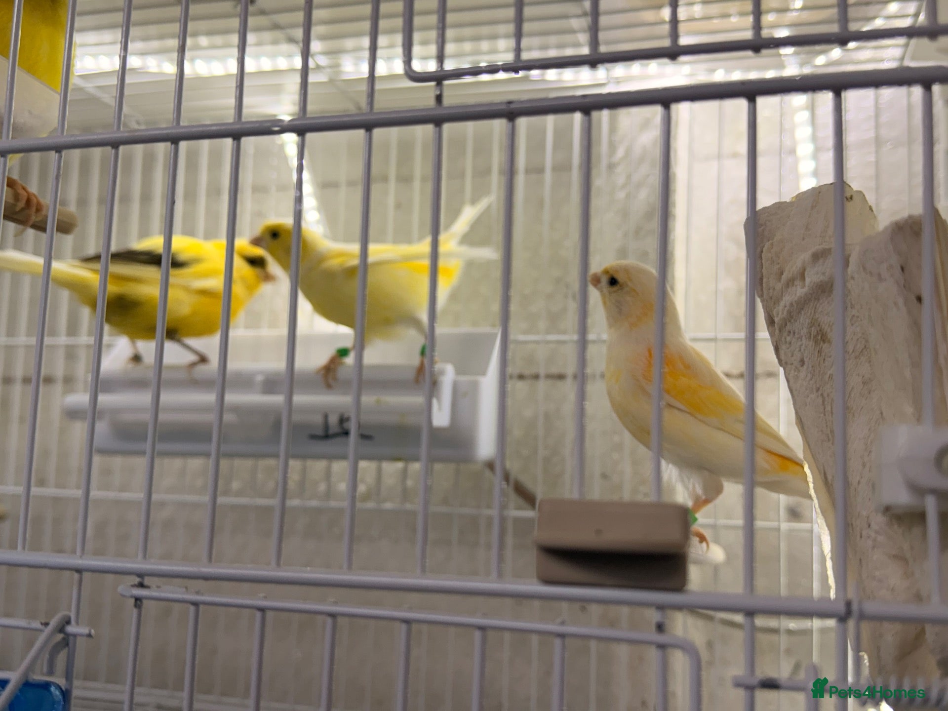 Canaries birds Canary’s hens available  - Advert 20